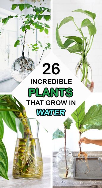 plants that grow in water with the title saying, 20 stunning plants that grow in water