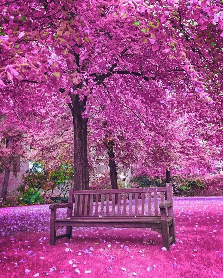 a wooden bench sitting under a tree filled with pink flowers