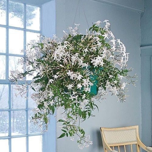 a hanging planter with white flowers in front of a blue wall and chair next to it