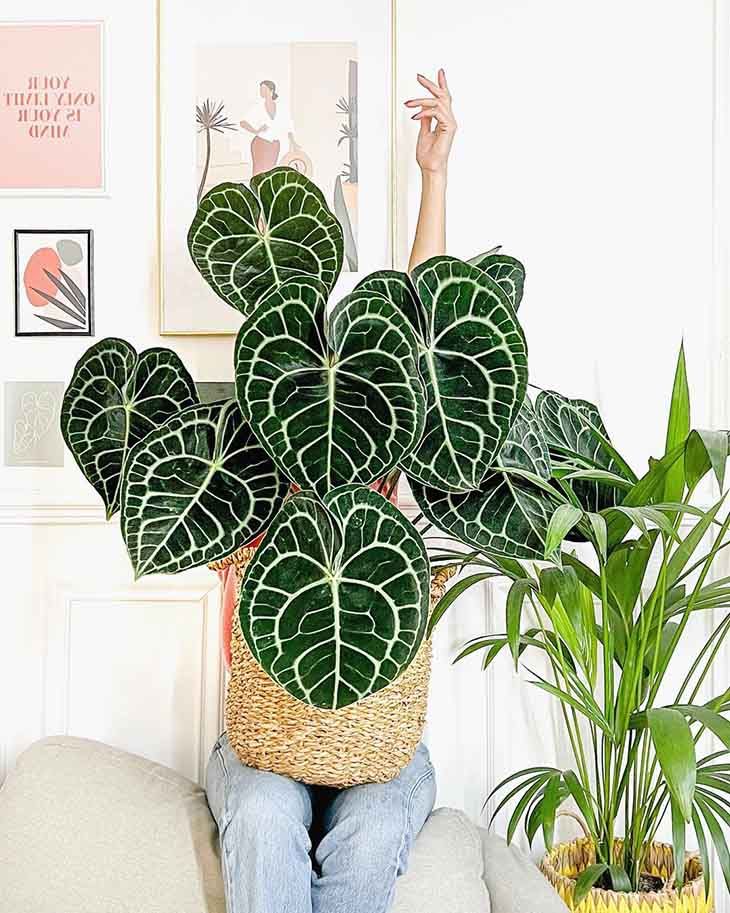 a person sitting on a couch with a plant in front of their head and hands up