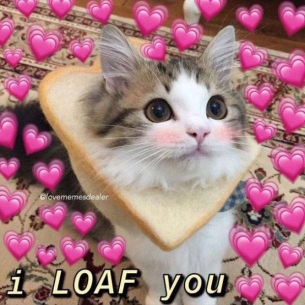 a cat sitting on top of a piece of bread with hearts in the shape of heart