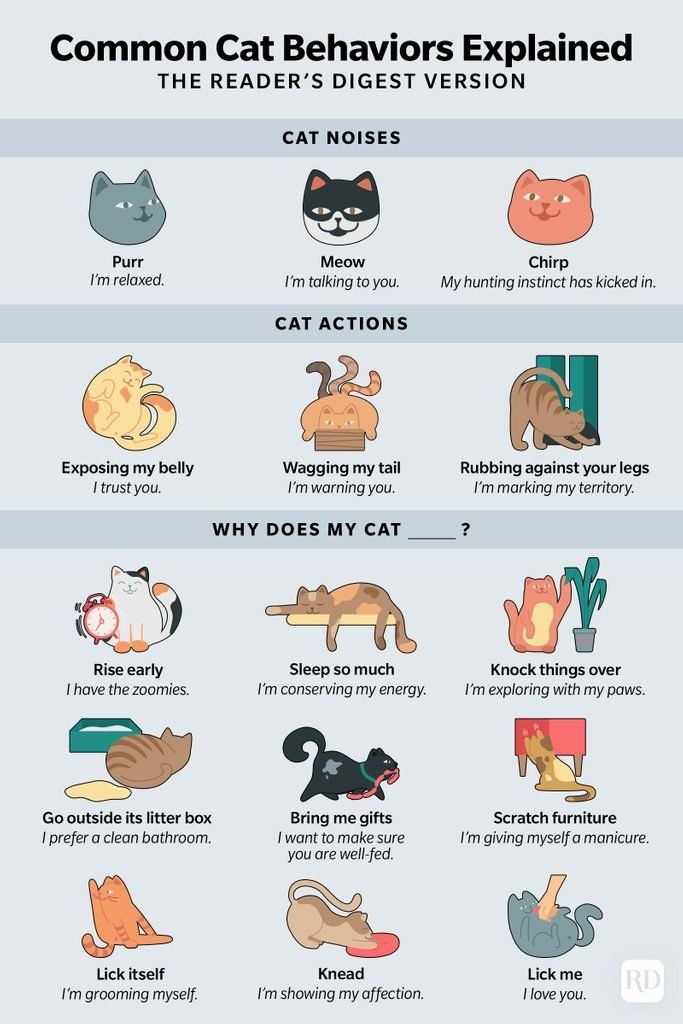 the different types of cats that can be seen in this graphic diagram, which shows how they