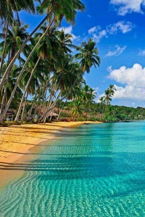 the beach is lined with palm trees and clear blue water