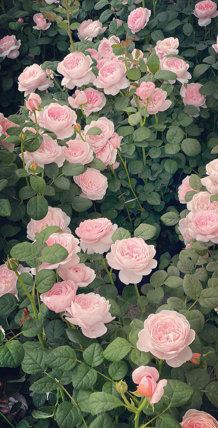 many pink roses are blooming in the garden