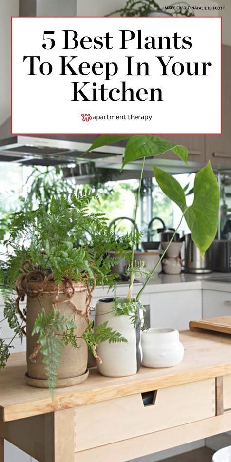 a kitchen counter with plants on it and the words 5 best plants to keep in your kitchen