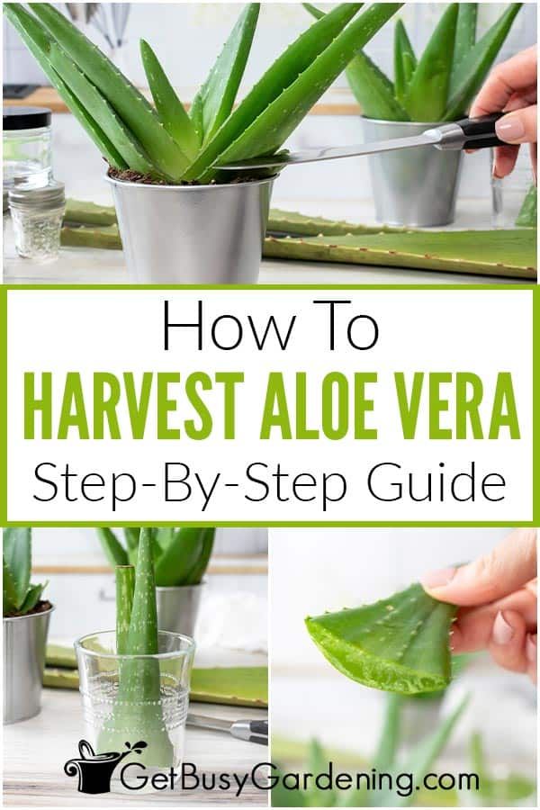 how to harvest an aloe vera plant step - by - step guide