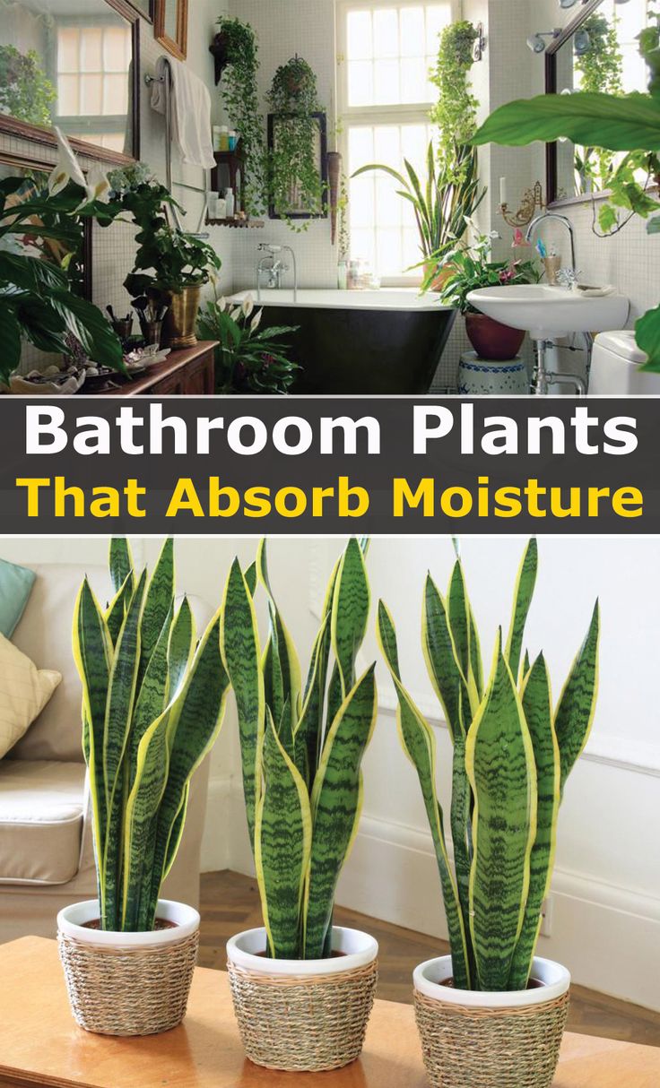 bathroom plants that absorb moisture in the house