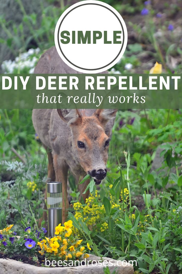 a deer standing in the middle of a garden with flowers and plants around it text reads simple diy deer repellent that really works
