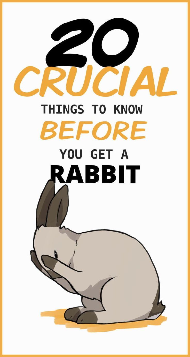 an animal that is laying down with the words 20 crucial things to know before you get a rabbit