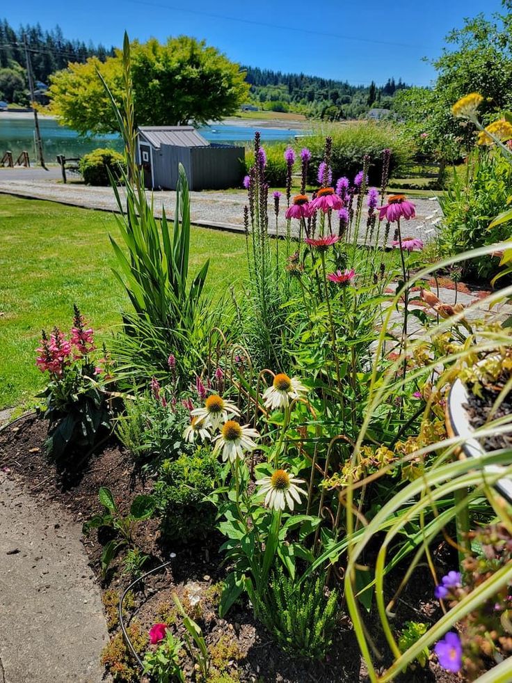 the garden is full of colorful flowers and plants, including wildflowers in bloom