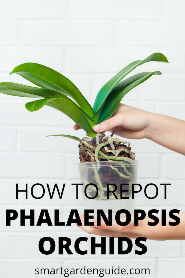 someone holding up a plant with the words how to reppot phalaenoopis orchids