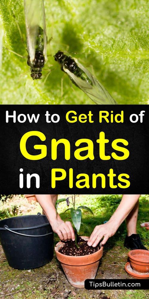 how to get rid of gnats in plants
