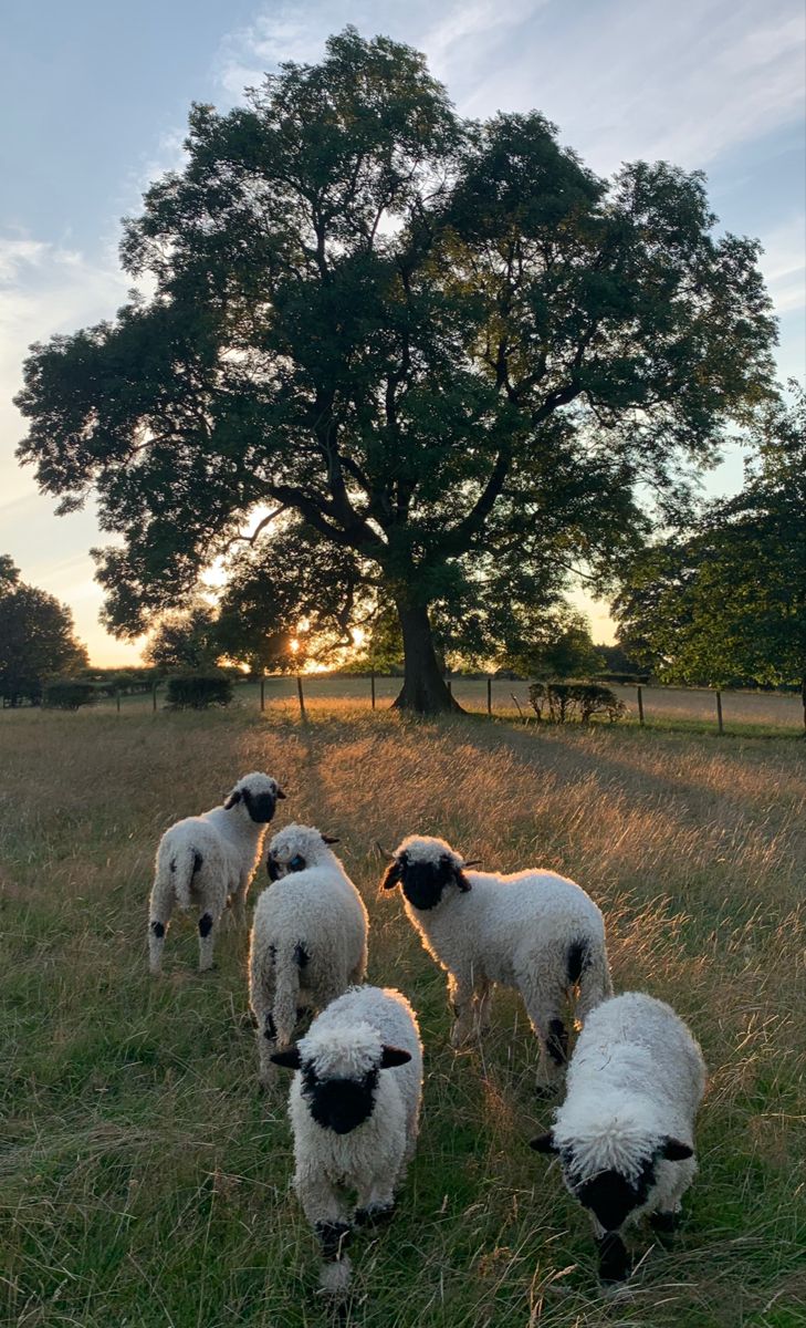 four sheep are standing in the grass near a tree and some cows behind them at sunset