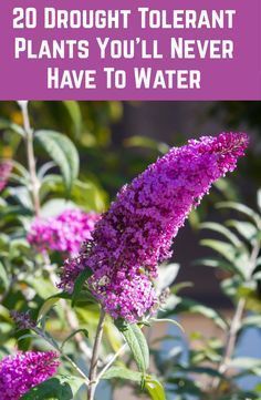 purple flowers with text overlay that says, 20 drought tolerant plants you'll never have to water