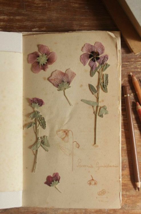 an open book with flowers on it next to two pencils and a drawing pen