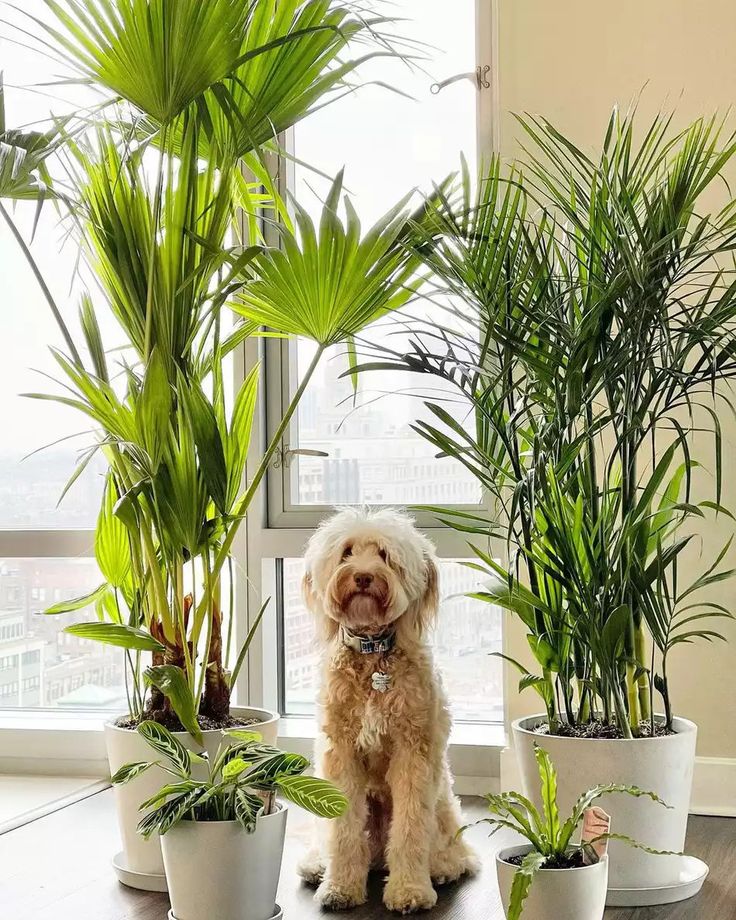 a dog sitting in front of some potted plants