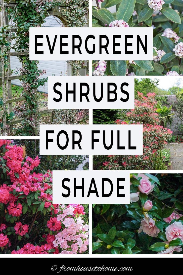 the words evergreen shrubs for full shade in four different pictures with pink flowers and green leaves