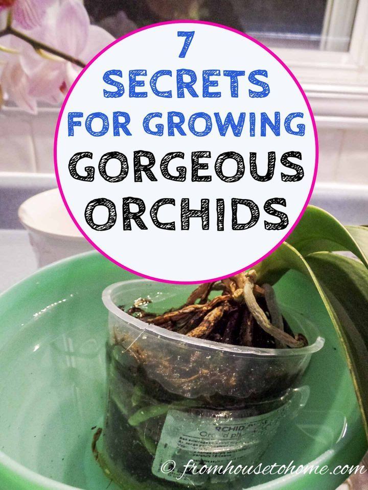 a potted plant with the words 7 secrets for growing gorgeous orchids in it