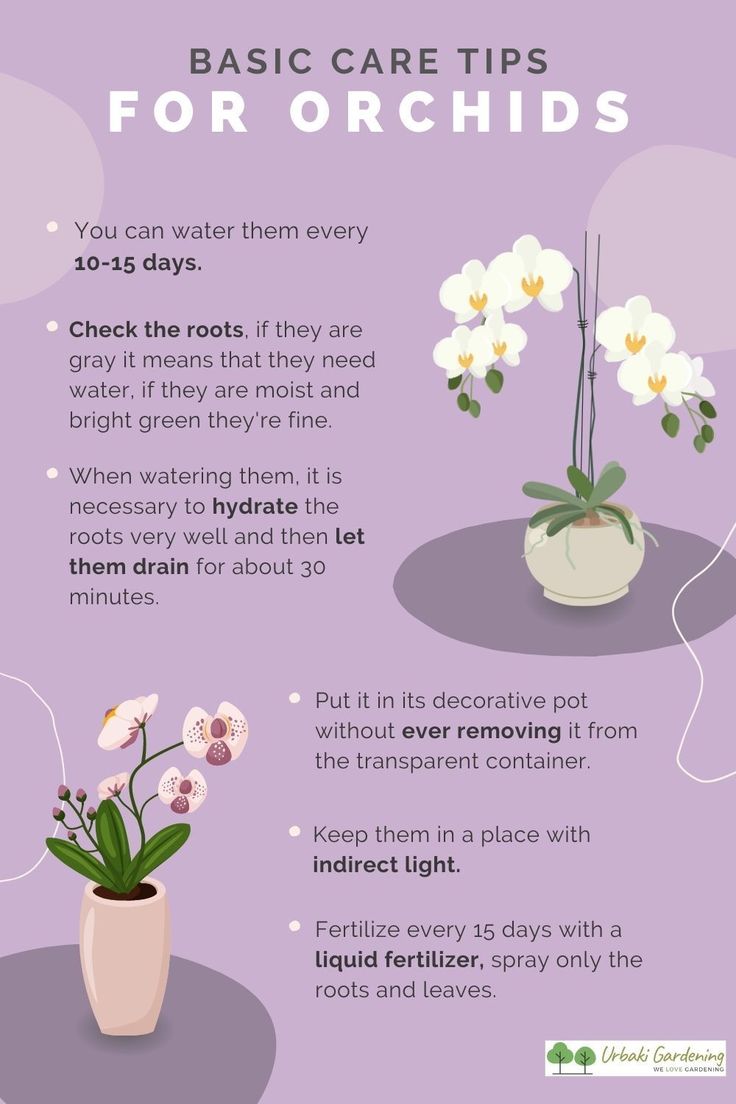 a purple poster with flowers in it and the words basic care tips for orchids