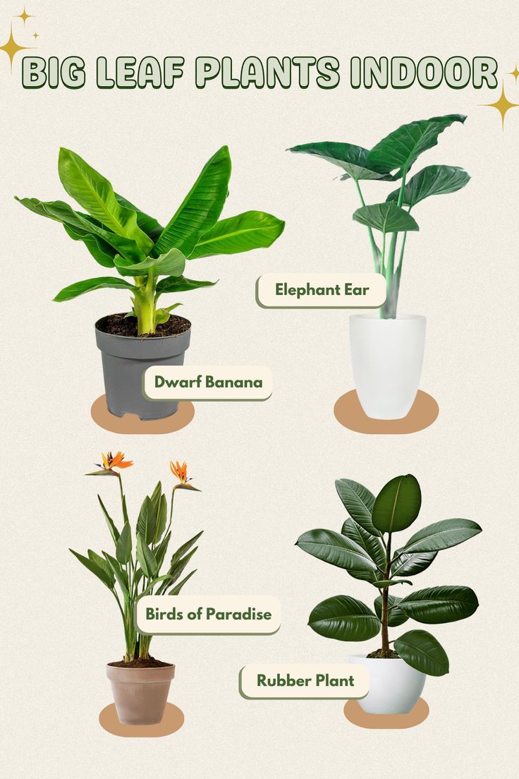 the different types of house plants are shown in this image, and there is also an info