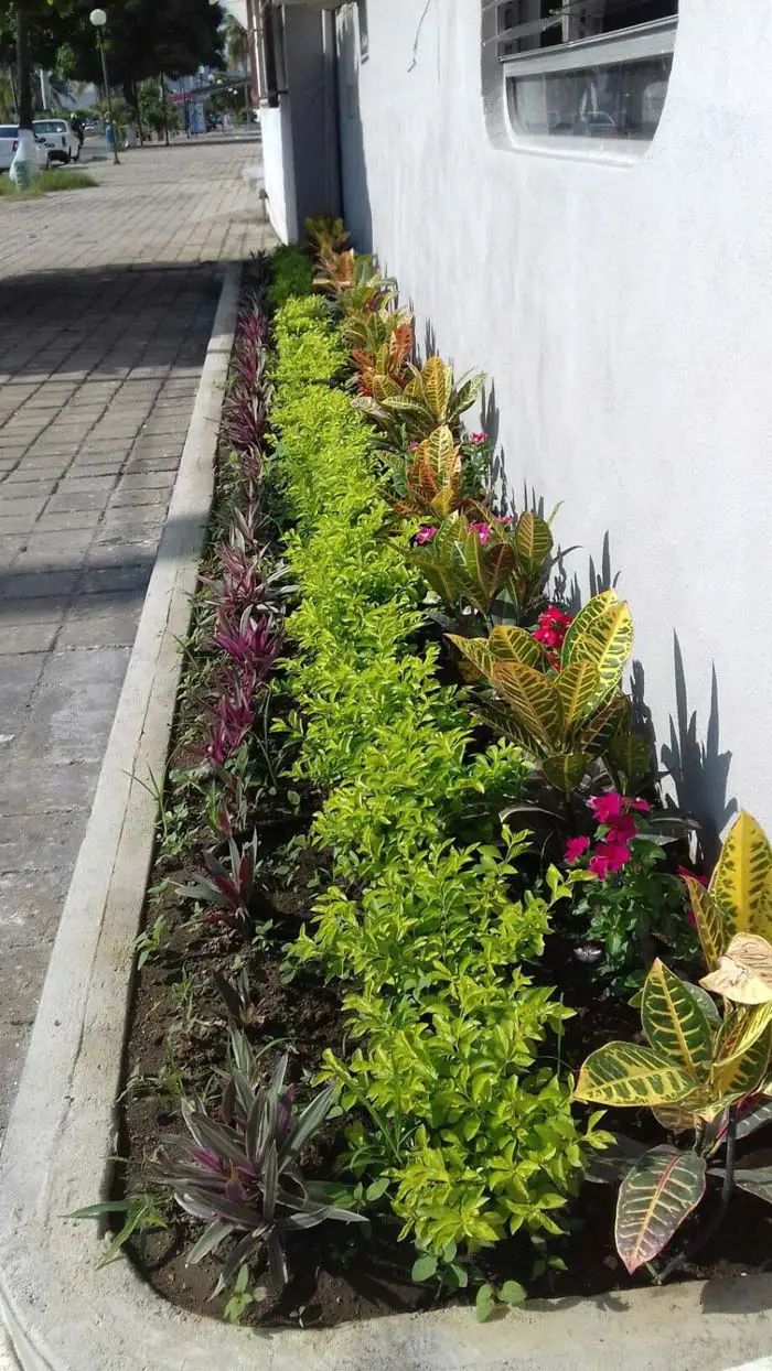 the plants are growing along the side of the building near the sidewalk and street curb