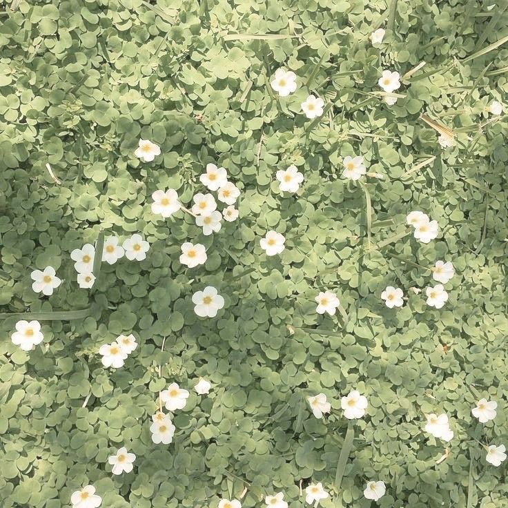 some white flowers and green leaves on the ground
