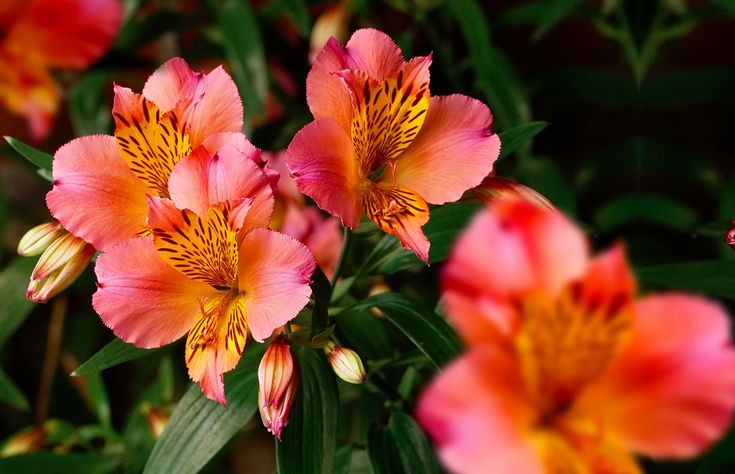 pink and yellow flowers with green leaves in the background