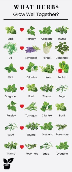 what herbs grow well together? info sheet for the plant identification system, with instructions