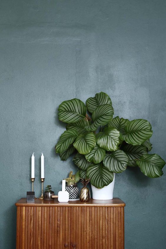 a green plant sitting on top of a wooden table