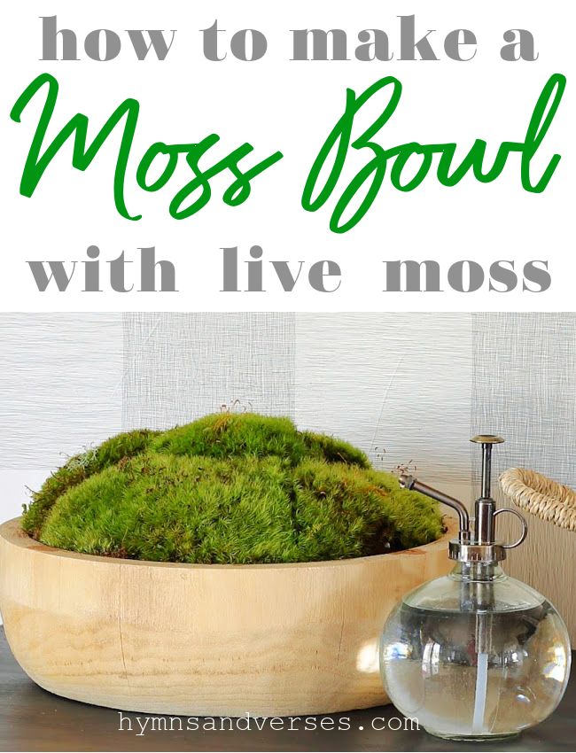 moss bowl with live moss in it and text overlay that reads how to make a moss bowl with live moss
