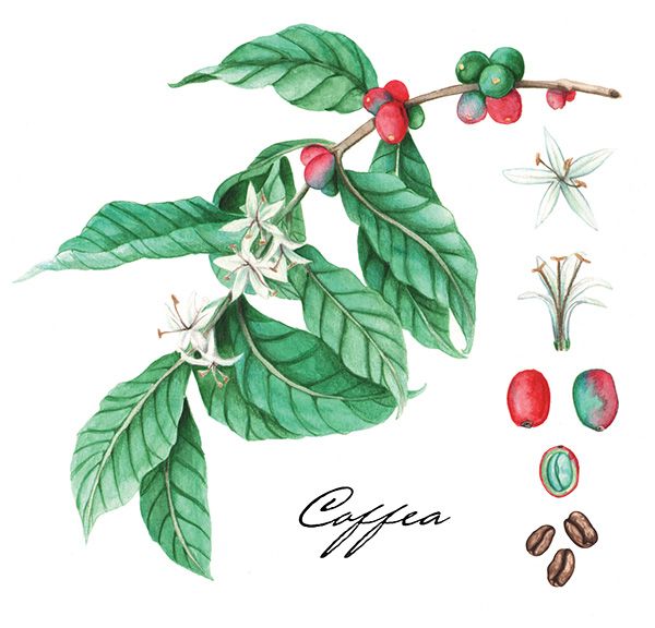 a painting of coffee beans and leaves