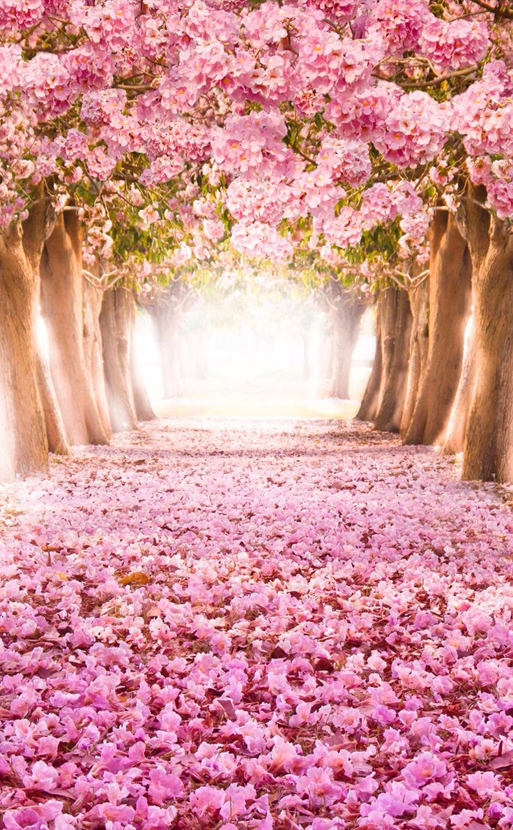 pink flowers and trees with the words keep going because your future always you