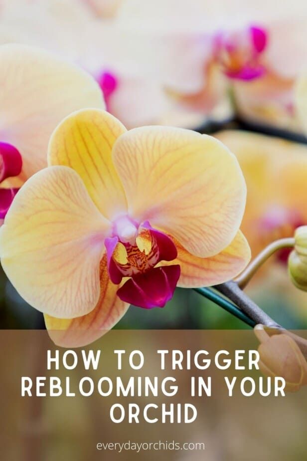 an orchid with the words how to trigger re blooming in your orchid