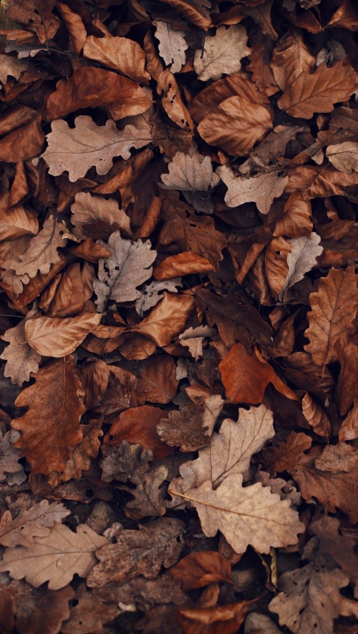 brown leaves on the ground in autumn