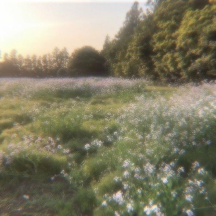 an image of a field with flowers and trees in the backgrounnds