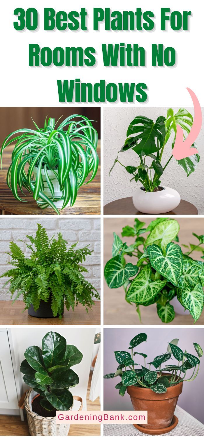 the best plants for rooms with no windows