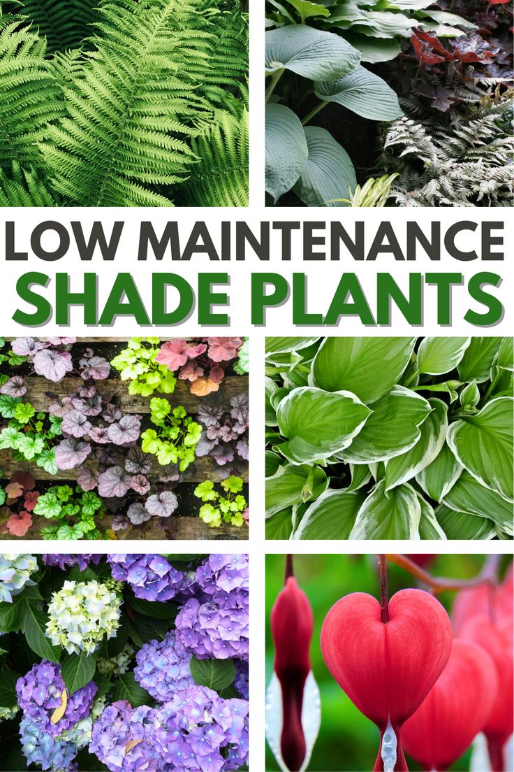 various plants with the words low maintenance shade plants