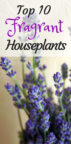 lavender flowers in a vase with the words top 10 fragrantt houseplants