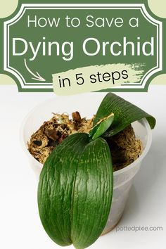 how to save a dying orchid in 5 steps