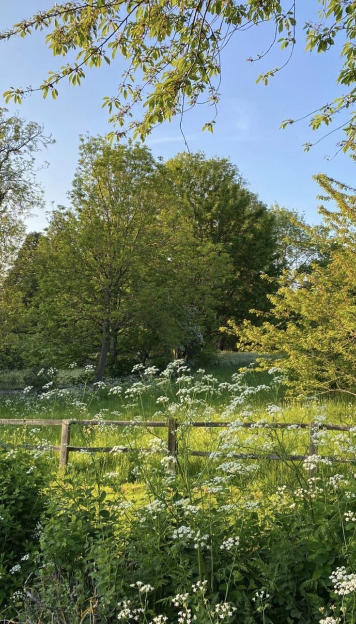 a field with white flowers and trees in the background