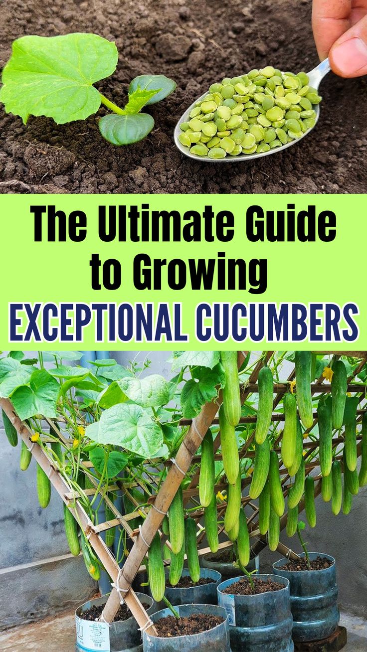 the ultimate guide to growing exceptional cucumbers in pots with text overlaying