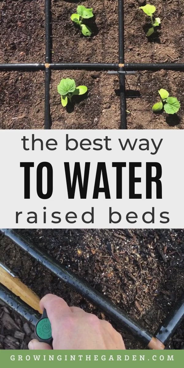 This may contain: the best way to water raised beds is with plants growing in them and text overlay that reads, the best way to water raised beds