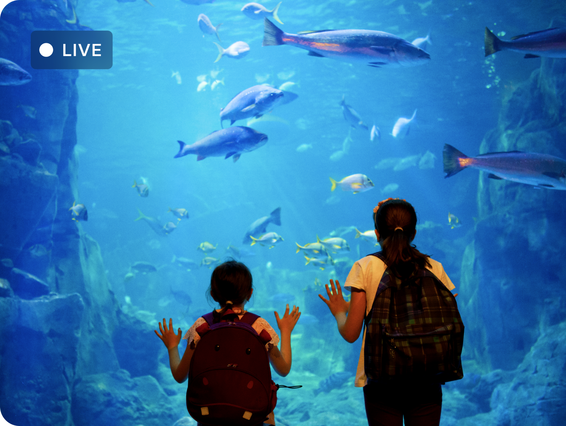 Live streaming a learning experience at the aquarium