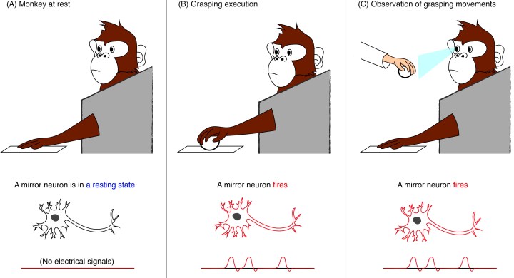 Figure 1: Mirror neurons in action. A mirror neuron fires an electrical pulse, or action potential, when the monkey either observes or executes a specific action. In this case, the mirror neuron responds to grasping actions. The graph at the bottom shows what the action potentials (each depicted as a hump) would look like when measured with an electrode, as used by the researchers. 