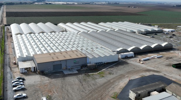 StateHouse Holdings consists of five greenhouses each housing an acre in Salinas on Monday, Jan. 15, 2024. (Nhat V. Meyer/Bay Area News Group)
