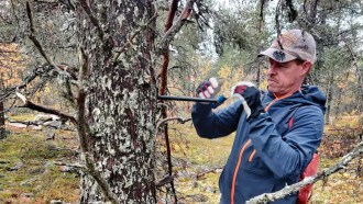 A scientist drills into a tree in Finland.