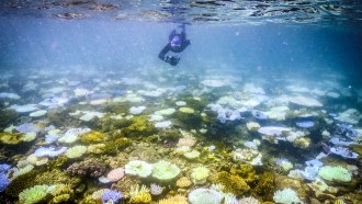 A scuba diver swims over a coral reef. Many of the individuals corals are pale white, from bleaching.