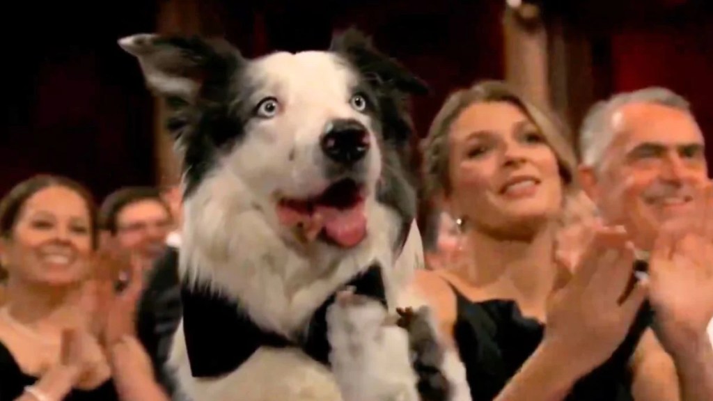 Messi the dog from "The Anatomy of a Fall" at the 2024 Oscars (ABC)