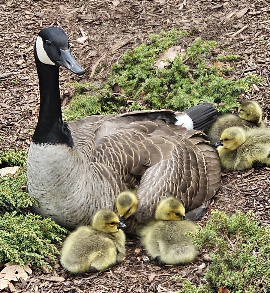 photo of geese