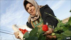 A woman harvests strawberries in Beit Lahia, northern Gaza Strip (29 Nov 2010)